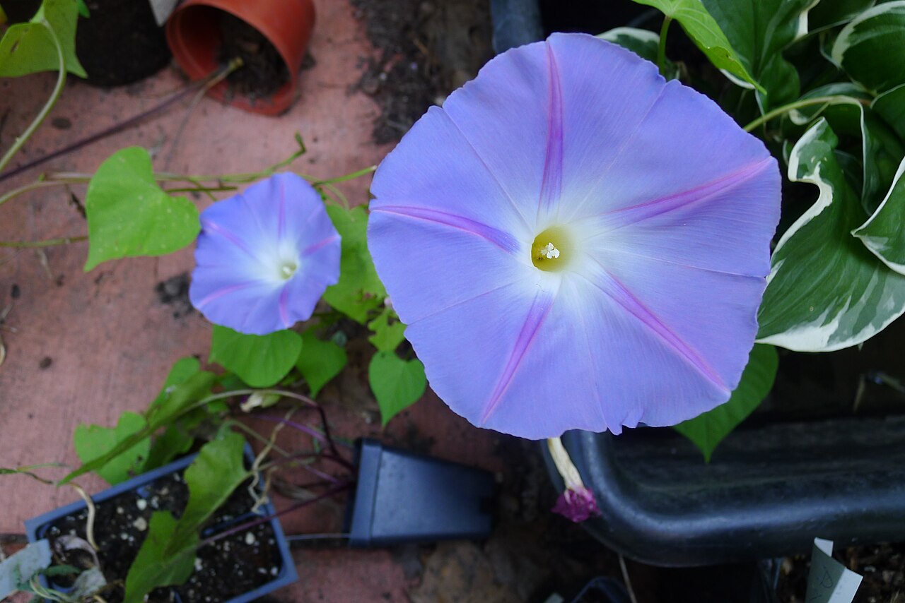 Two morning glory flowers in a patio container garden.