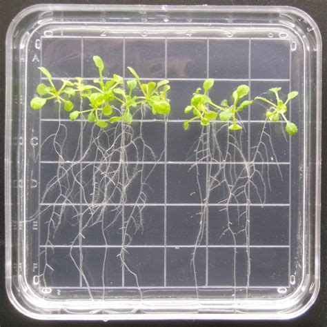 Plants in a square plastic box brightly lit.